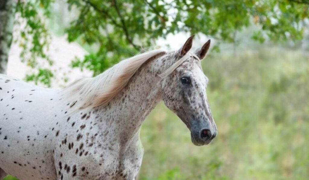 An Appaloosa horse showcasing its captivating and enigmatic breed characteristics