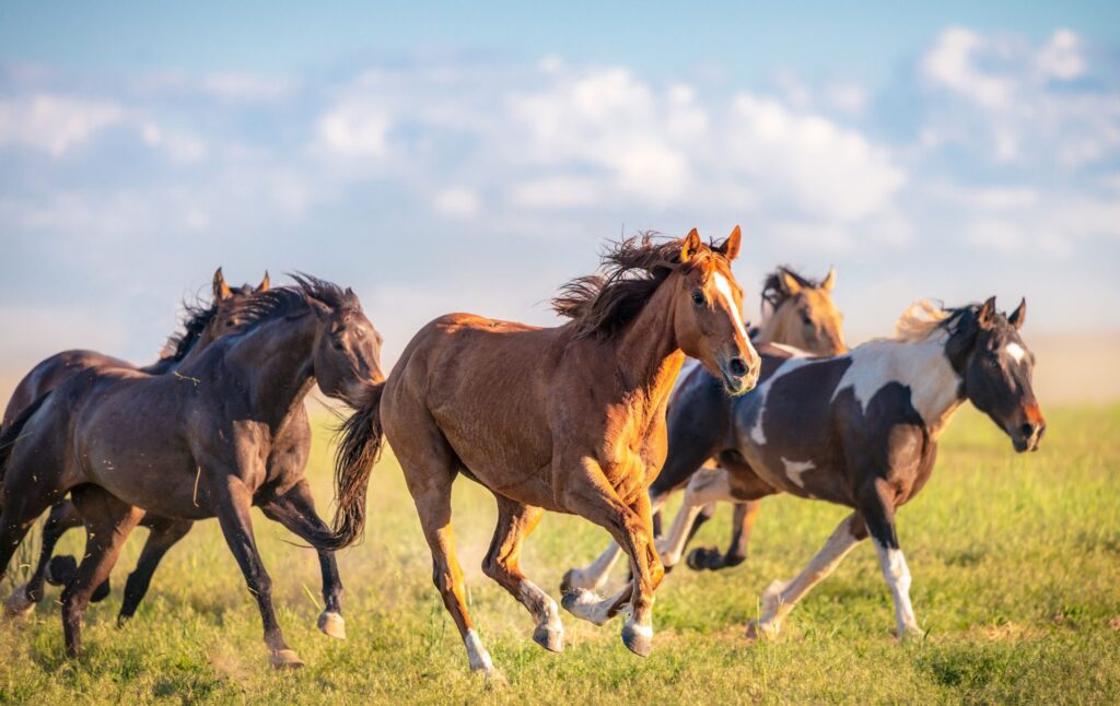 Discover the Rich Legacy of Mustang Horses: Begin Your Exploration Today