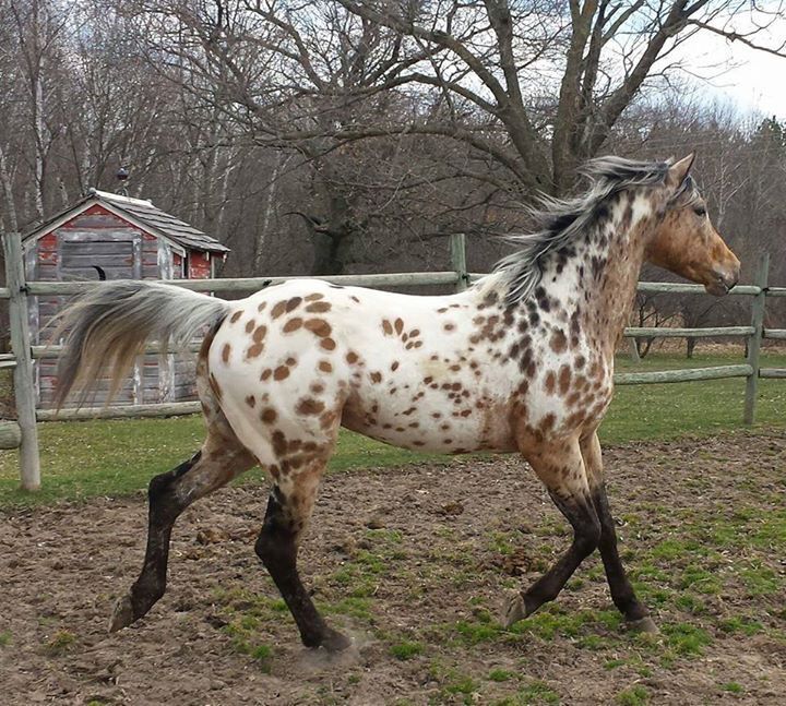 Beautiful Appaloosa Horse Breed image explaining the physical appearance of a healthy horse