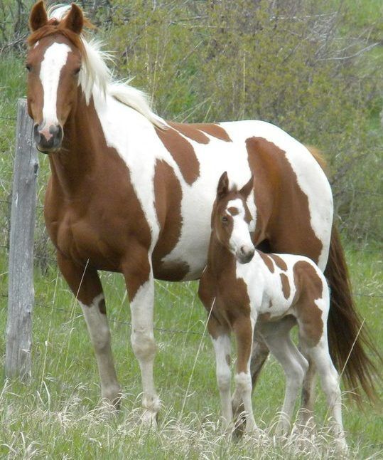 A majestic Paint Horse with a distinctive coat pattern standing in a lush pasture.
