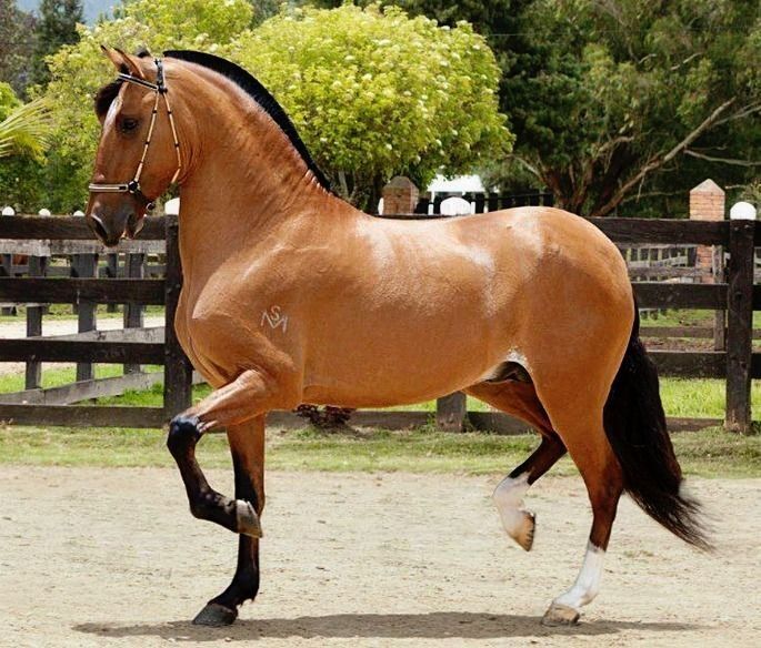 A Paso Fino horse gracefully performing its distinctive smooth gait