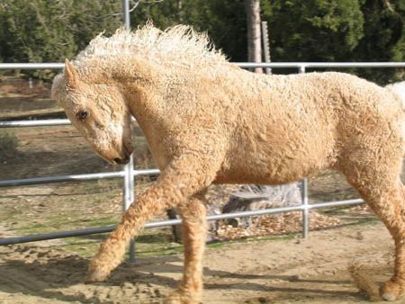 Gentle Bashkir Curly Horse with Hypoallergenic Fur