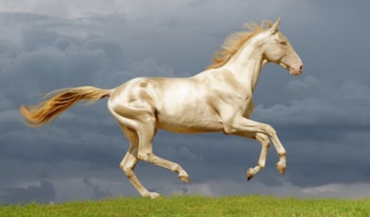 A majestic Akhal-Teke horse with its gleaming metallic coat standing in a sunlit pasture