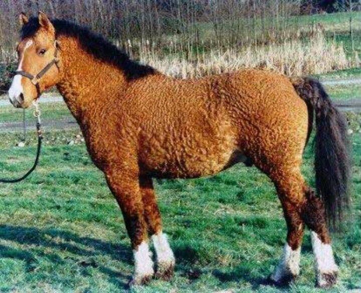 Bashkir Curly Horse with Distinctive Curled Coat