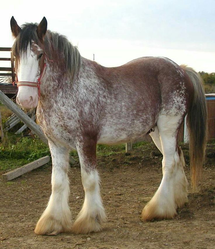 Beautiful Clydesdale horse with white feathering and distinctive markings.