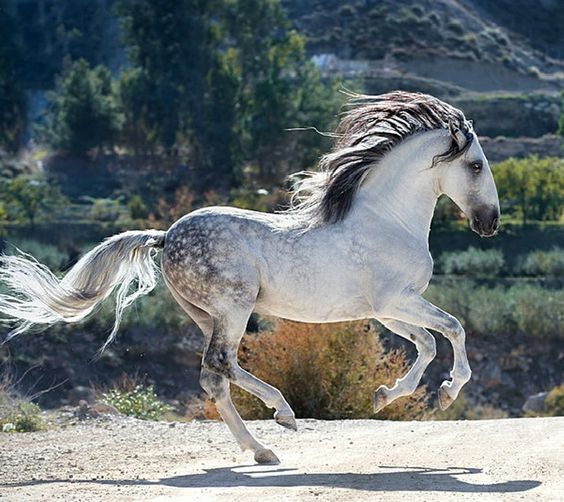 "Image of a stunning Andalusian horse showcasing its distinctive beauty and elegance