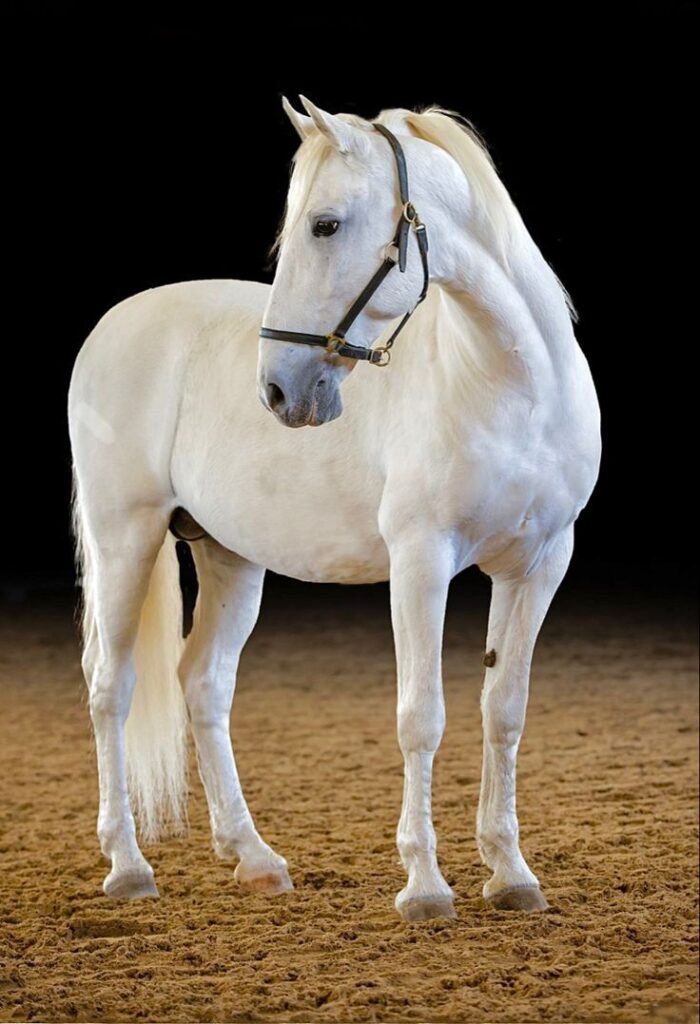 Lipizzaner Horse Performing Dressage - A Stunning Display of Equestrian Grace and Elegance