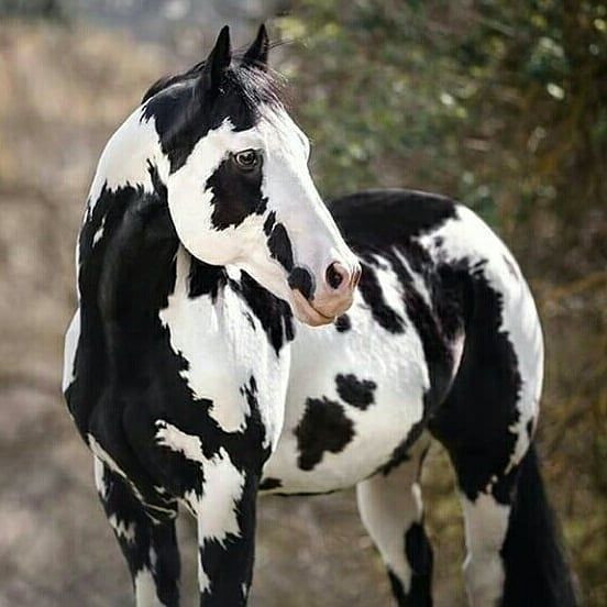 A majestic Paint Horse with a distinctive coat pattern standing in a lush pasture.