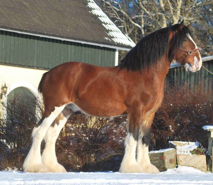 Beautiful Clydesdale horse with white feathering and distinctive markings.
