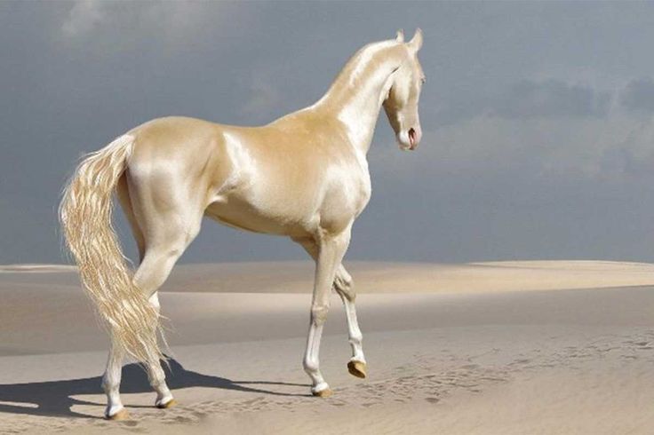 Akhal-Teke horses showcasing their elegance and shimmering coats, a testament to their unique beauty.