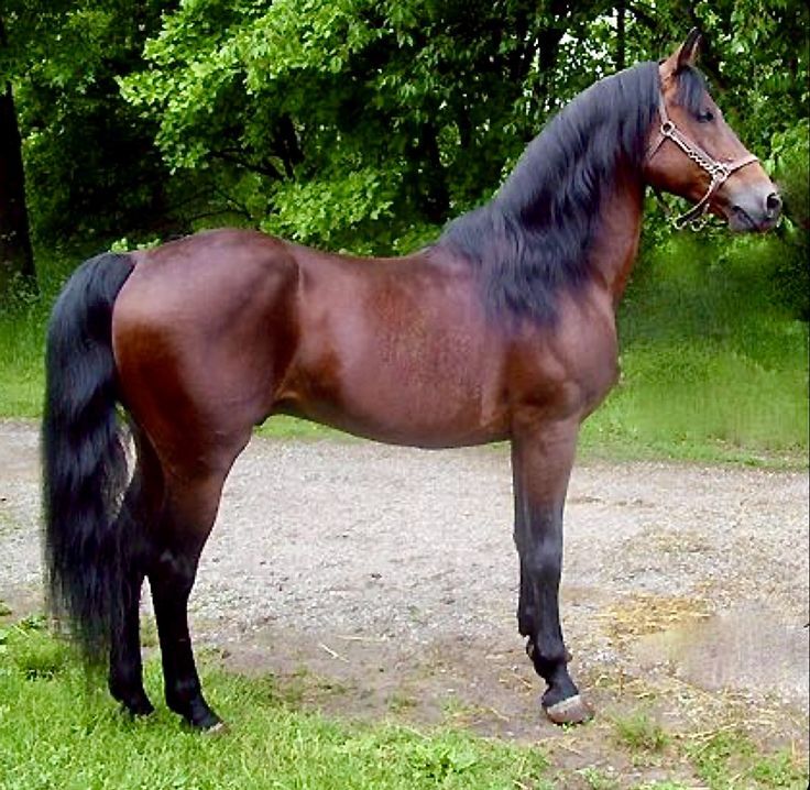 A Morgan horse with a friendly expression.