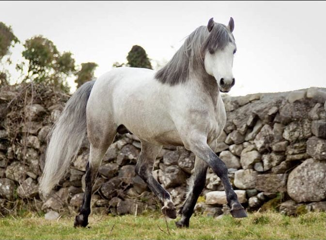 Connemara Pony Horse