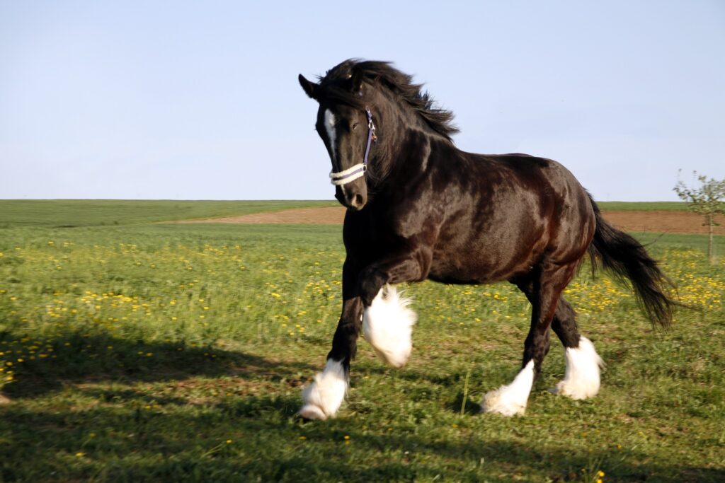  A magnificent Shire horse standing proudly in a field, showcasing its impressive stature