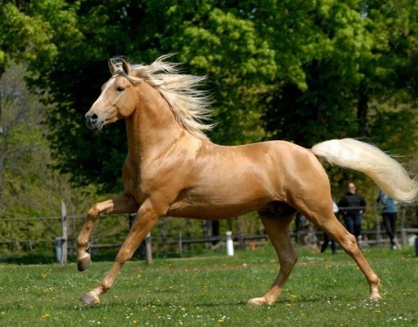 A majestic Palomino horse with a shimmering golden coat standing in a lush pasture.