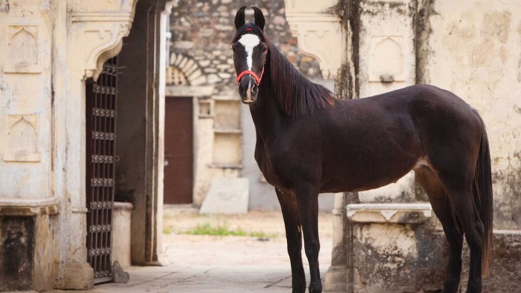 A majestic Marwari Horse, with its distinctive five curved ears, symbolizing regal heritage and elegance.
