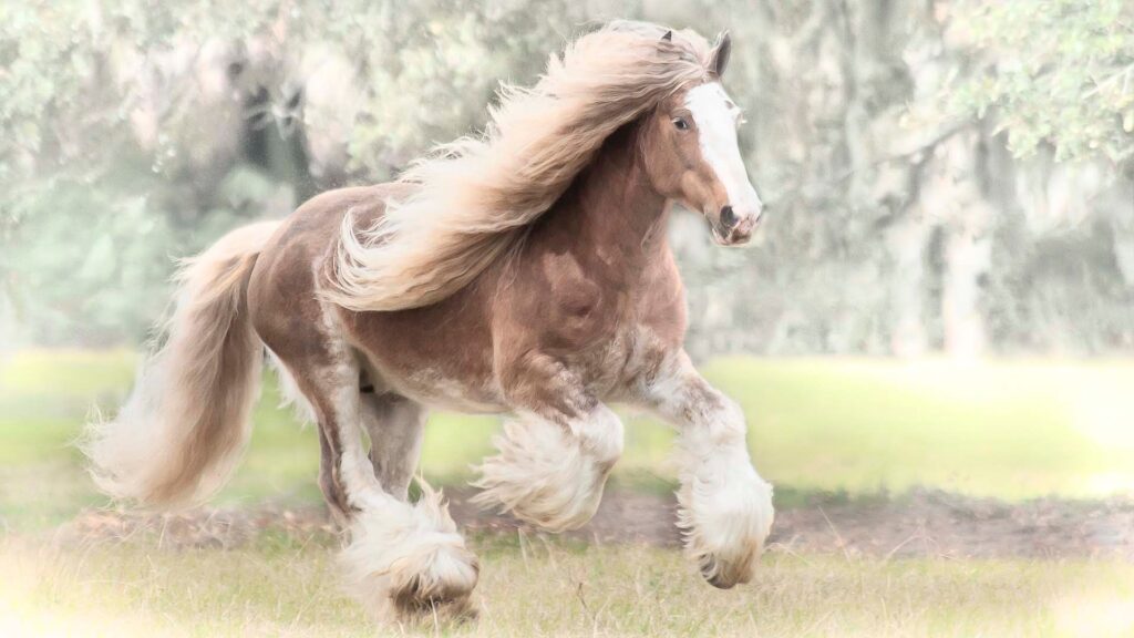  A Majestic Gypsy Vanner Horse with a Piebald Coat and Flowing Mane