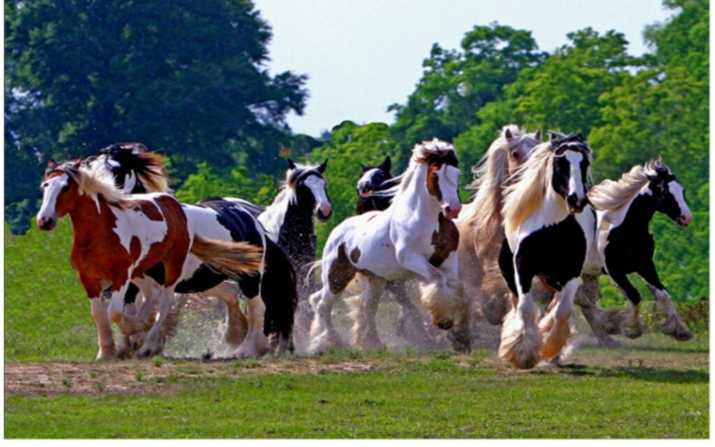 A Group of Enchanting Gypsy Vanner Horses, showcasing their collective beauty and charm