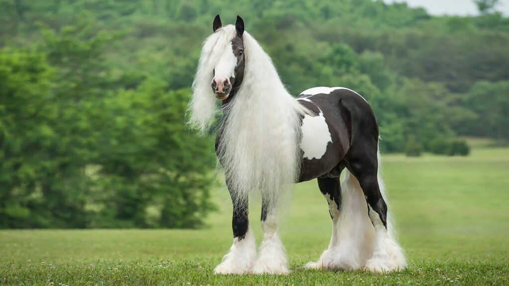 Gypsy Vanner Horse with stunning piebald coat pattern